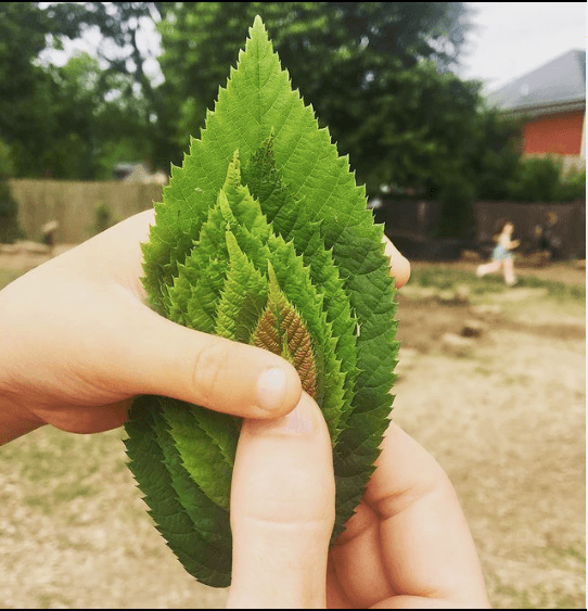 Hand holding stacked leaves