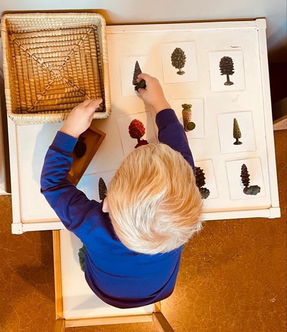 Child matching photos of trees